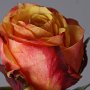 DSC08718