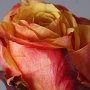 DSC08719